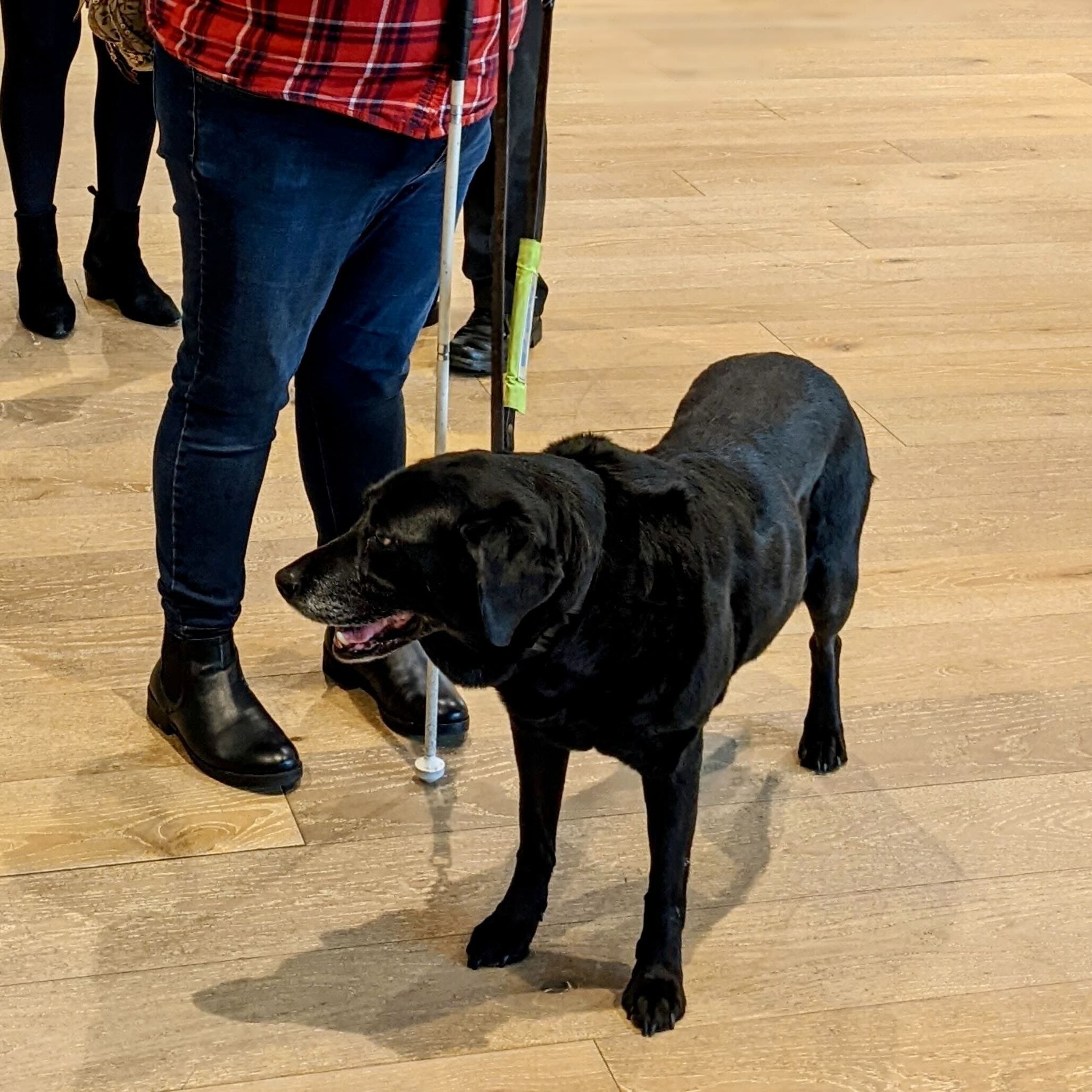 An image of an assistance dog.